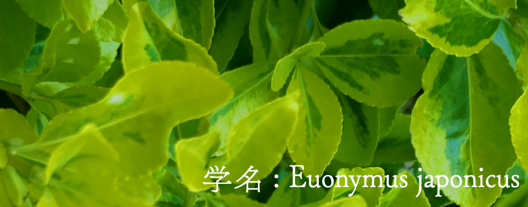 学名: Euonymus japonicus