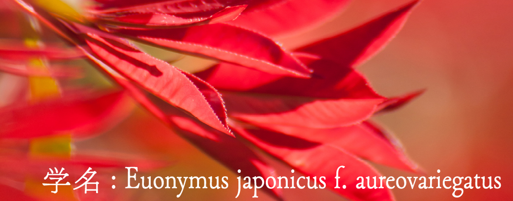 学名: Euonymus japonicus f. aureovariegatus