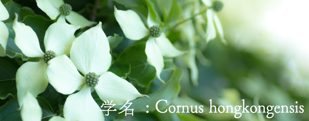 学名: Cornus hongkongensis