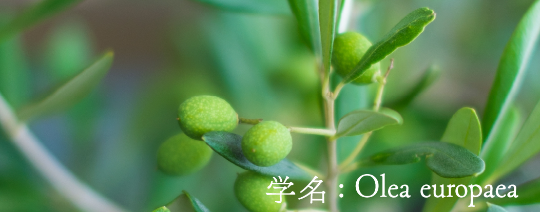 学名: Olea europaea