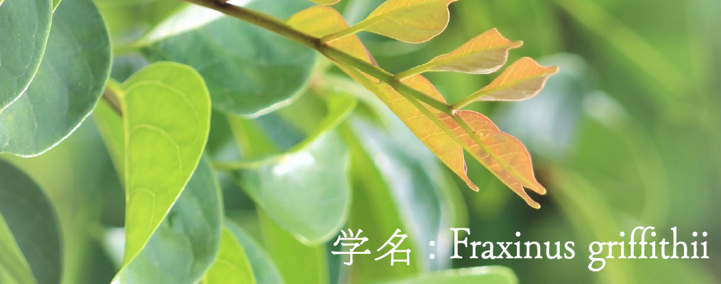 学名: Fraxinus griffithii