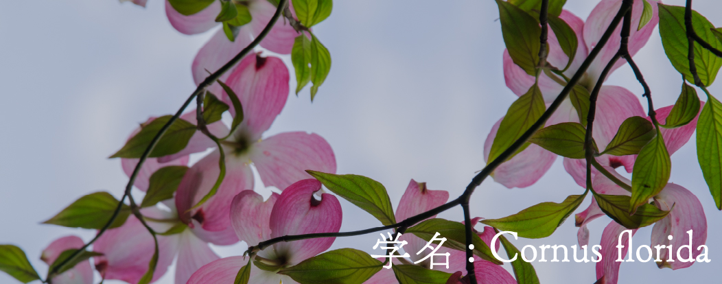 学名: Cornus florida