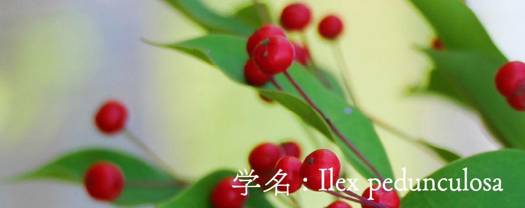 学名: Ilex pedunculosa