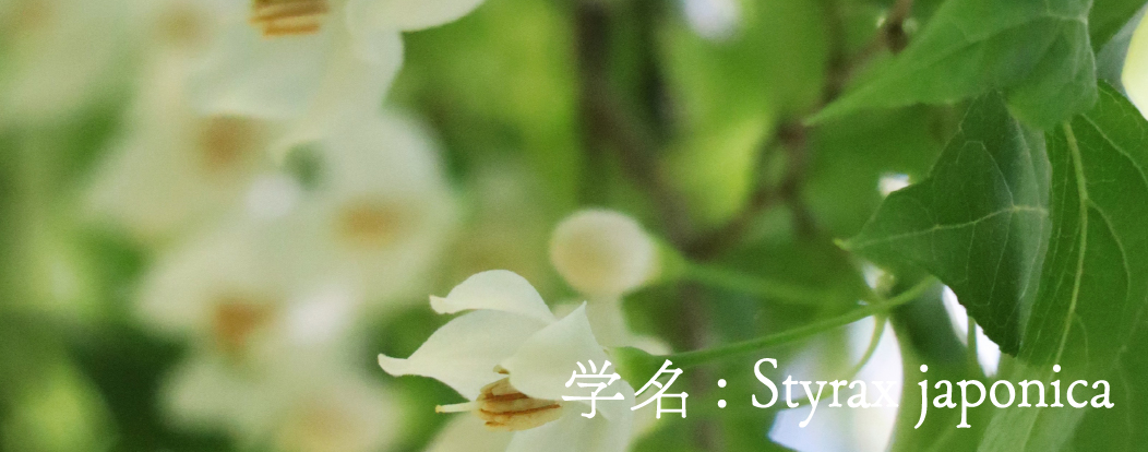 学名: Styrax japonica