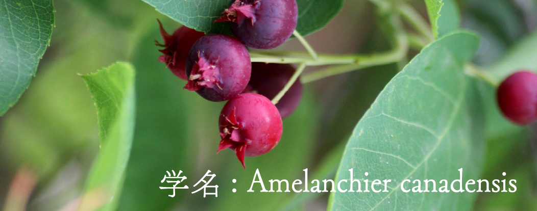 学名: Amelanchier canadensis